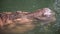 Submerged Hippopotamus Close-up Portrait In Water