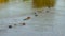 Submerged hippos in the mara river in kenya