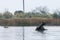 Submerged hippotamus in the Okavango Delta