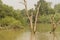 Submerged tree protruding out from the sallow creeks of Bhitarkanika national park