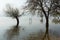 Submerged trees