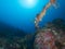 Submerged wreck of a P47 Thunderbolt in Raja Ampat, Indonesia