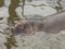Submerging hippopotamus