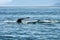 a submerging humpback with its fluke - Glacier Bay - Alaska