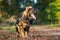 Submissive young dog sitting in the forest