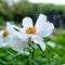 Subshrubby peony flower