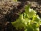 Subsistence farming. Appetizing young lettuce growing in the irrigated garden. Agricultural environment.