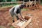 Subsistence Farming in Eastern Uganda