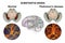 Substantia nigra of the midbrain and its dopaminergic neurons in normal state and in Parkinson's disease, 3D