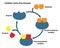 Substrate and Enzyme in Catalytic Cycle