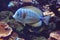 Subtle blues on salt water tropical fish