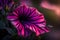he subtle gradient of colors on a petunia\\\'s velvety petal as it unfurls in the soft morning light