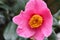 Subtle Pink Flower of Camellia Sasanqua