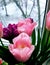 Subtle pink tulips