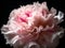 Subtle Shades: Capturing the Beauty of a Pink Carnation