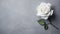 Subtle Sophistication: White Rose Flower on Grey Surface with Understated Charm