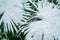 Subtropical forest with fan palm in snow