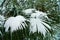 Subtropical forest with fan palm in snow