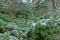 Subtropical forest with fan palm in snow