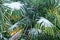 Subtropical forest with fan palm in snow