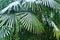 Subtropical forest with fan palm in snow