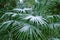 Subtropical forest with fan palm in snow