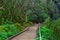 Subtropical forest in Tenerife, Canary Islands, Spain