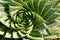 Subtropical garden: spiral aloe detail