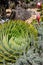 Subtropical garden: spiral aloe with proteas