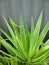 Subtropical garden: yucca leaves