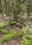 Subtropical laurisilva forest in Gomera. Canary Island. Spain