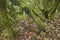 Subtropical laurisilva forest in Gomera. Canary Island. Spain