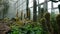 Subtropical plant species in the greenhouse of Radun Castle, in the Czech Republic