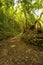 In the subtropical rain forest in the island of La Palma, Canary