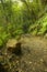 Subtropical rain forest in the island of La Palma, Canary Island