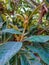 A subtropical tree with a brown trunk, bright green leaves on a sunny morning