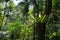 Subtropical vegetation in forest of New Caledonia