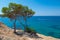 Subtropical vegetation growing at the coast of Mallorca