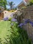 Suburban back garden showing indigenous agapanthus