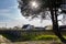 Suburban buildings near tree under sunlight