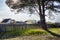 Suburban buildings near tree under sunlight