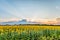 Suburban landscape. View of the sunset over the blooming sunflowers field.