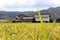 A suburban life in Japan. Houses next to ricefield. Pic was take