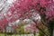 Suburban neighborhood street lined with cherry trees that are blooming with their spring pink blossoms.