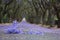 Suburban road with line of jacaranda trees and small branch with