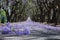 Suburban road with line of jacaranda trees and small branch with