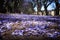 Suburban road with line of jacaranda trees and small flowers