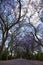 Suburban road with line of jacaranda trees and small flowers