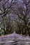 Suburban road with line of jacaranda trees and small flowers