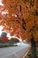 Suburban Street with Fall Leaves on Trees Arching Over Frame